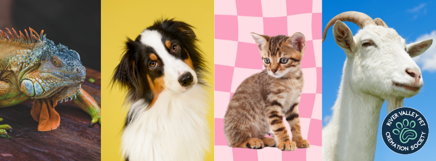Four different pet photos