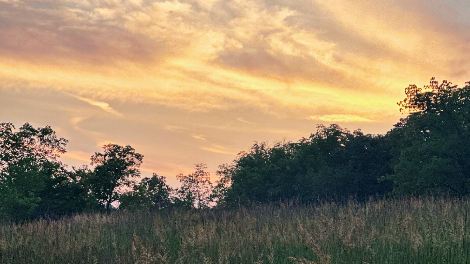 Close up of prairie grass with tall trees in the background and high clouds blending into a peaceful, serene sunset.