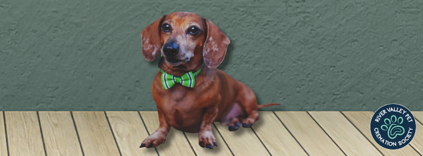 Dachshund in a bow tie