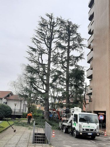 Sicurezza e professionalità per i tuoi alberi a Novara