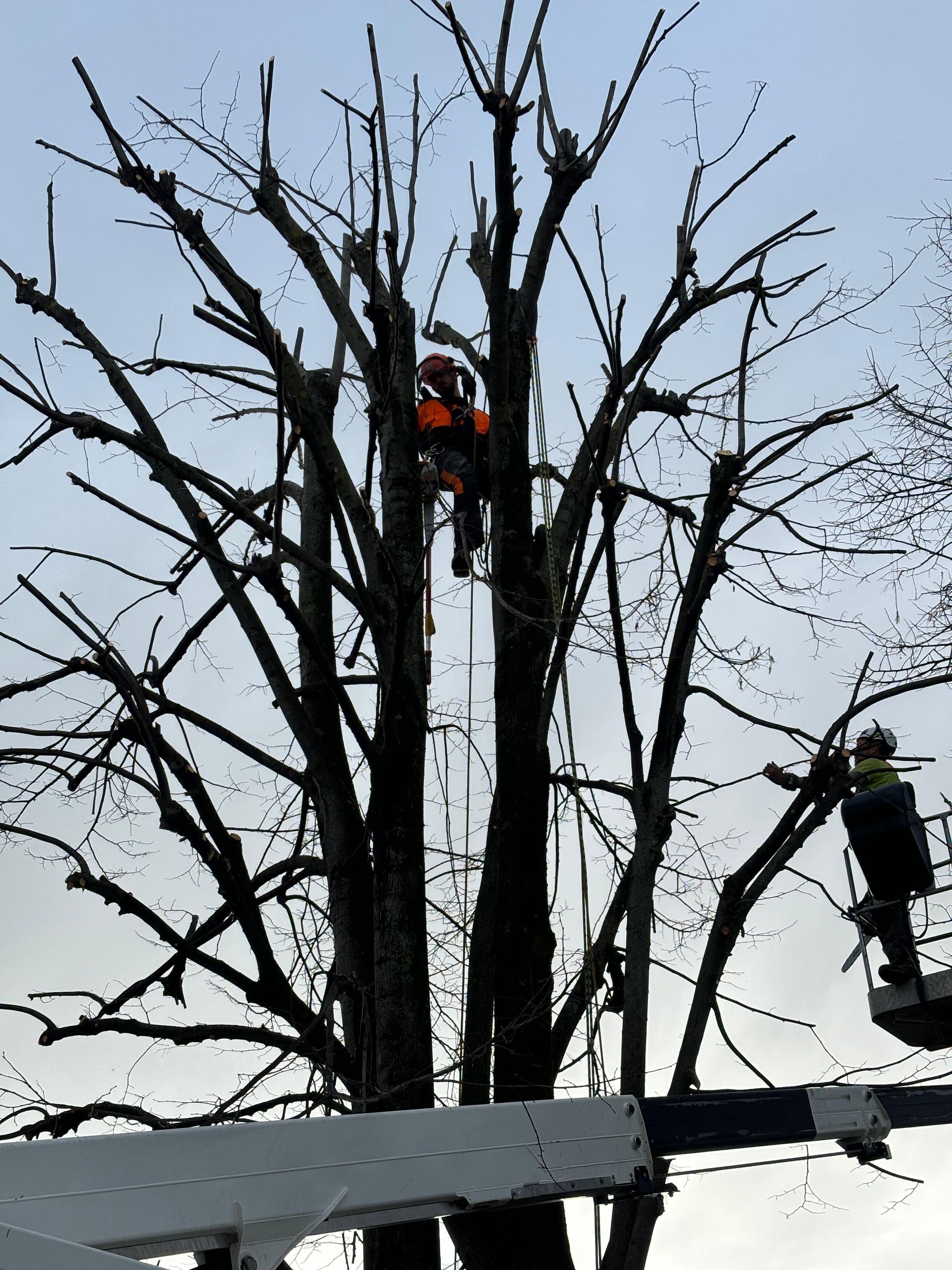 potatura in treecclimbing a Novara e provincia
