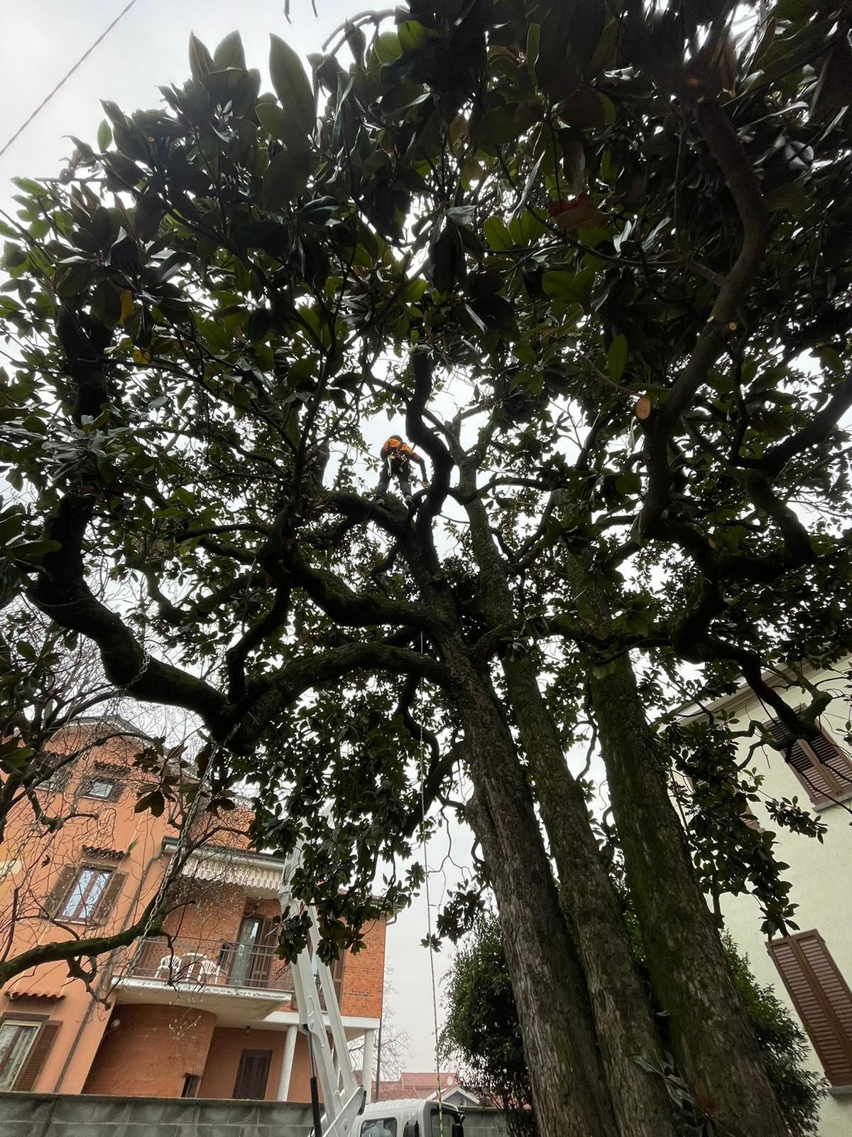 La tua oasi verde a Novara: potature e abbattimenti professionali