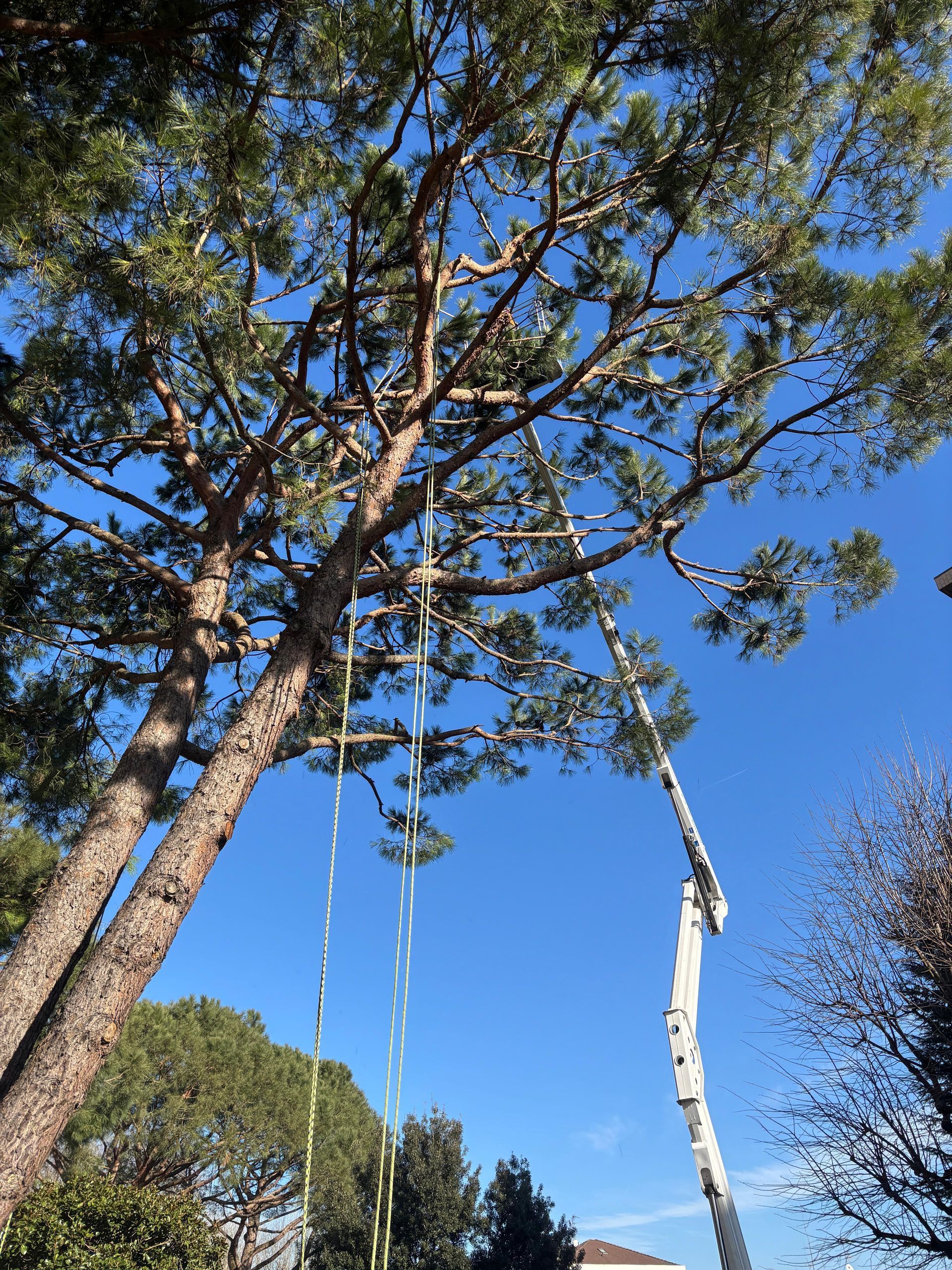 Giardinieri esperti a Novara: potature e abbattimenti in sicurezza