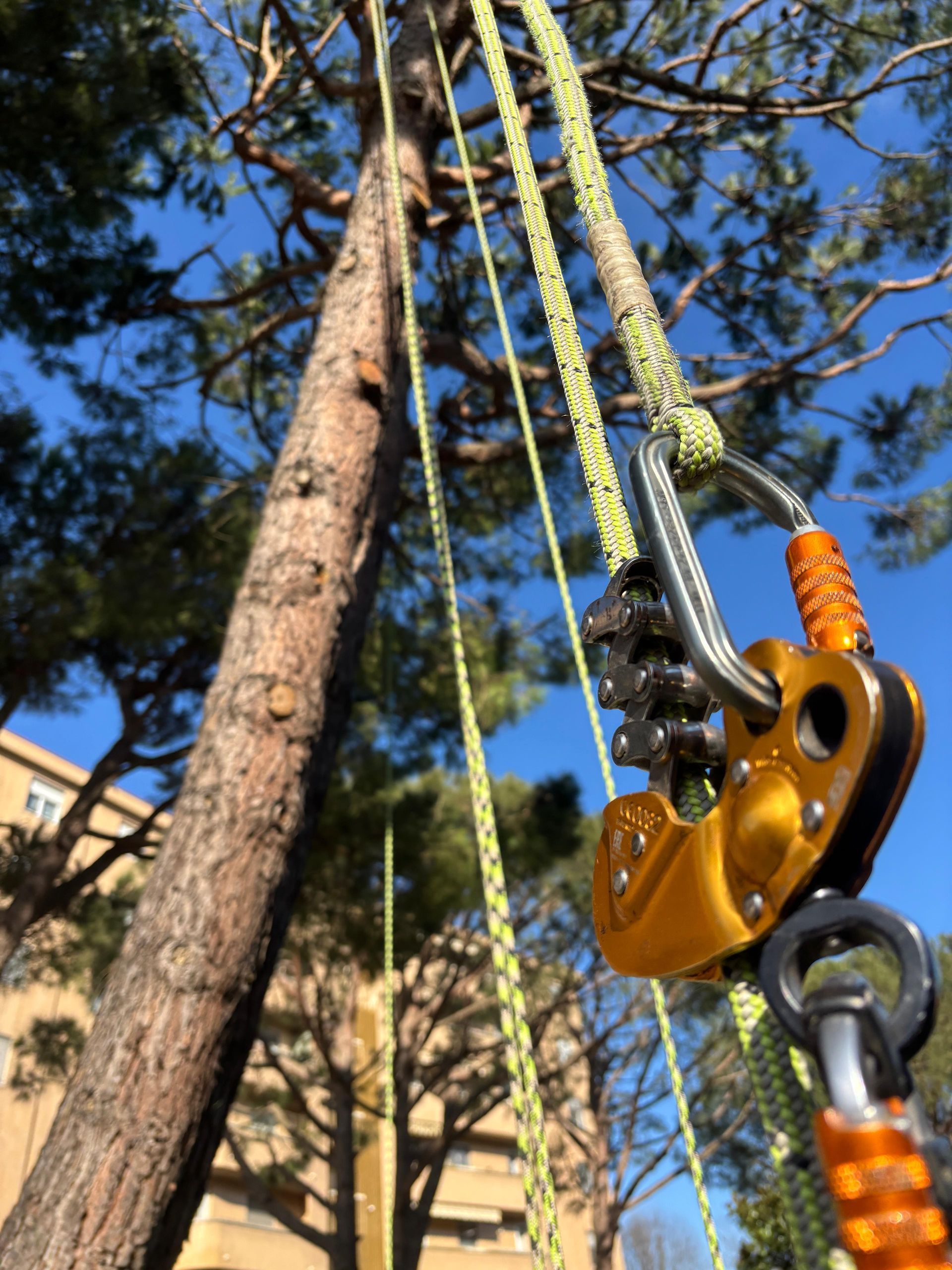 treeclimbing a Novara