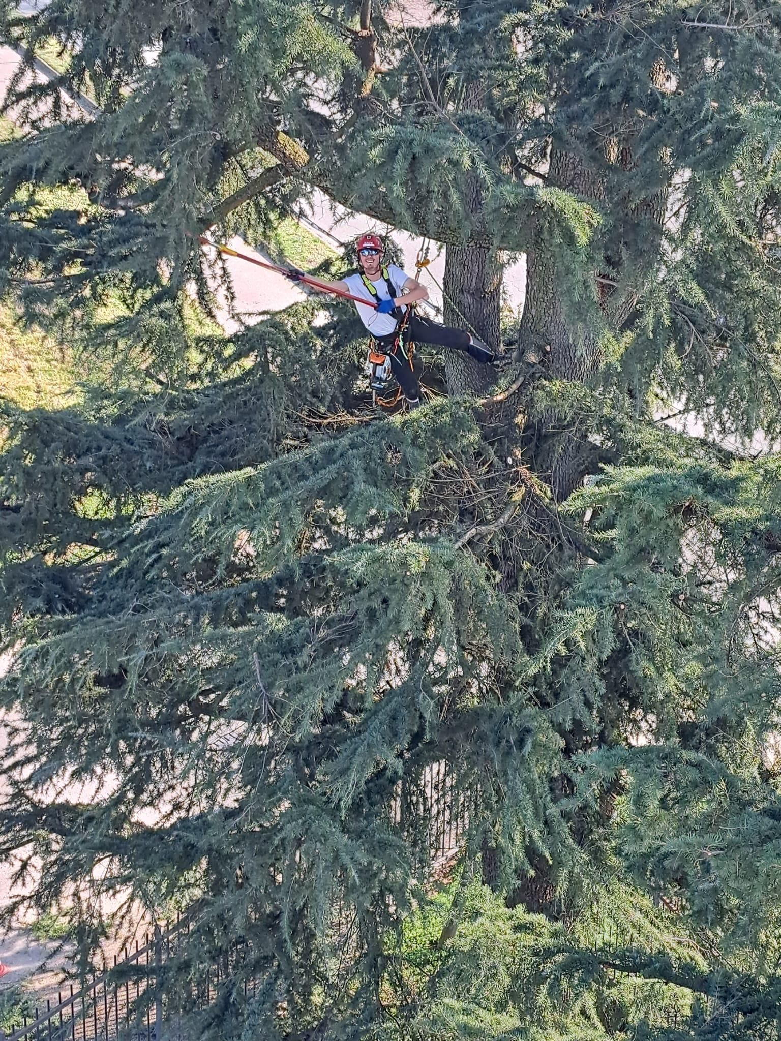 Alberi sani e rigogliosi a Novara: affidati ai nostri esperti