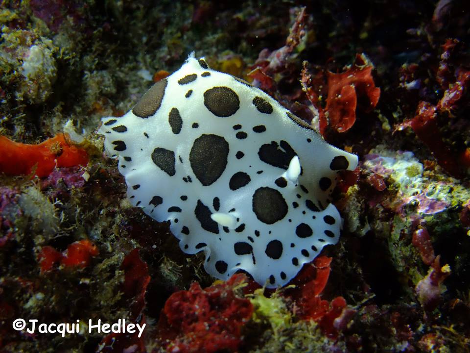 Disco Doris, Peltodoris Atromaculata in Malta