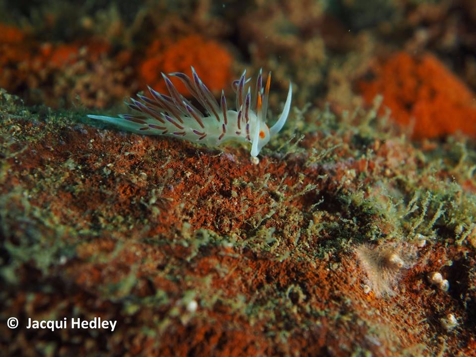 Cratena Peregrina in Malta