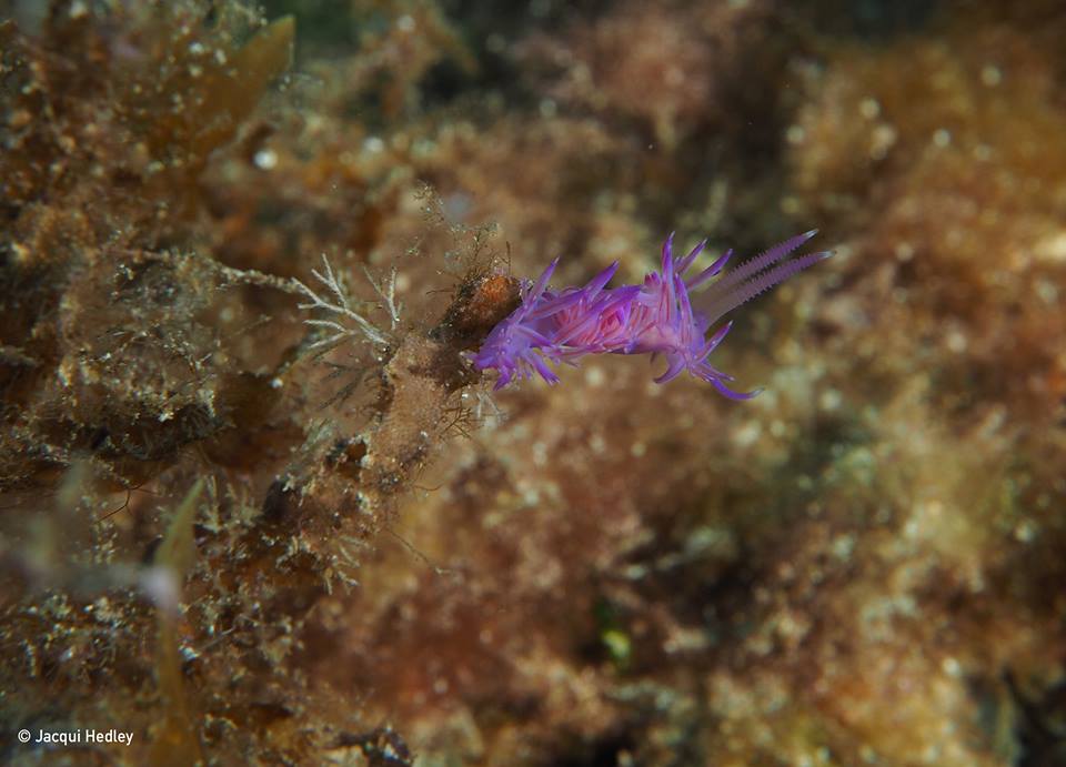 Flabellina Affinis in Malta