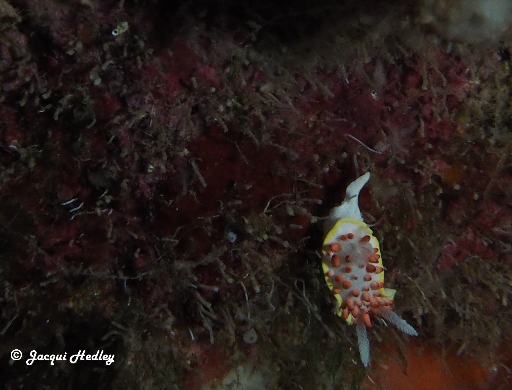 Diaphorodoris Papillata in Malta