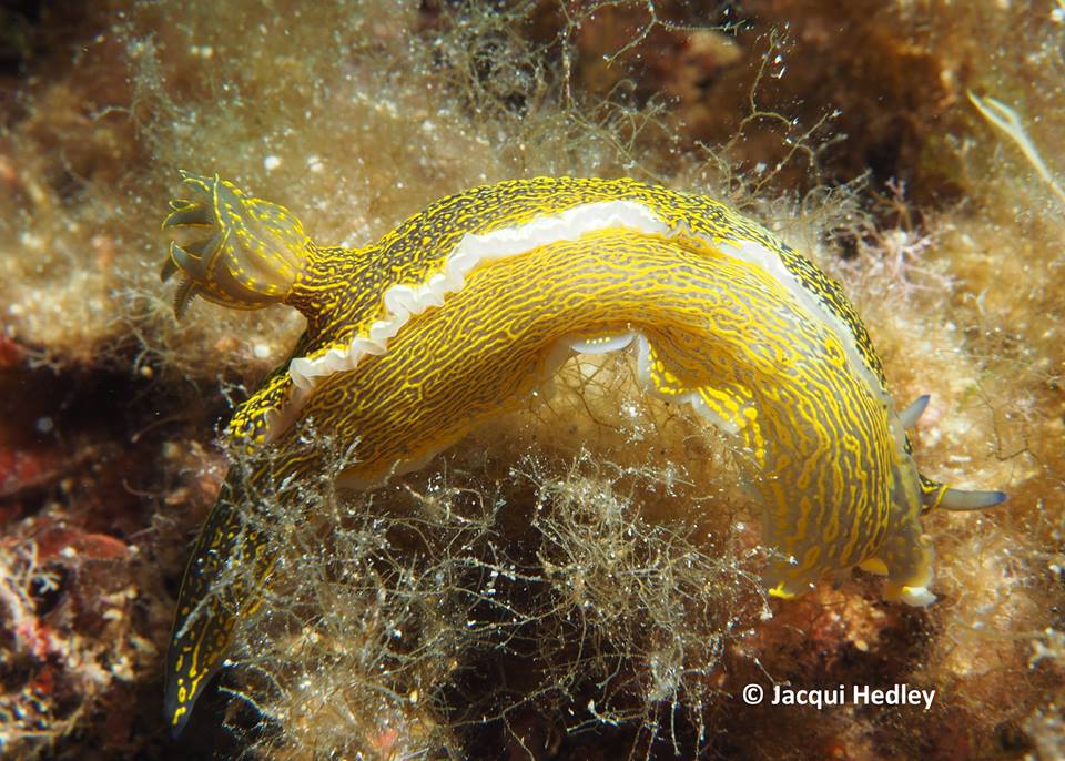 Hypselodoris Picta in Malta