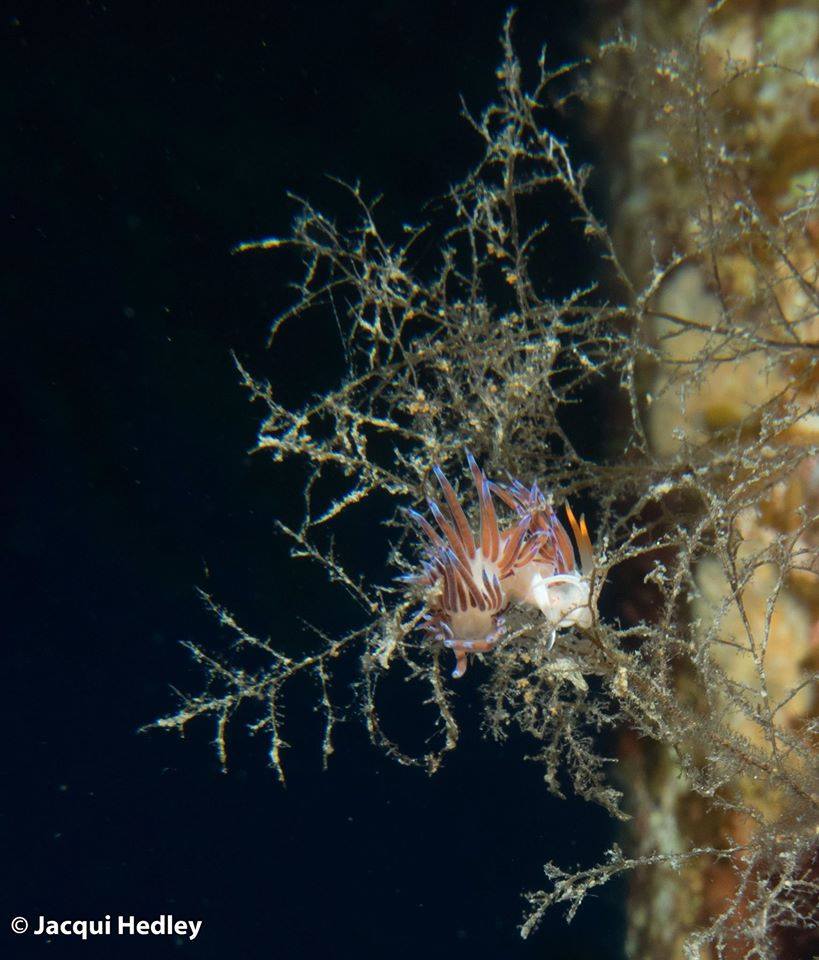 Cratena Peregrina in Malta