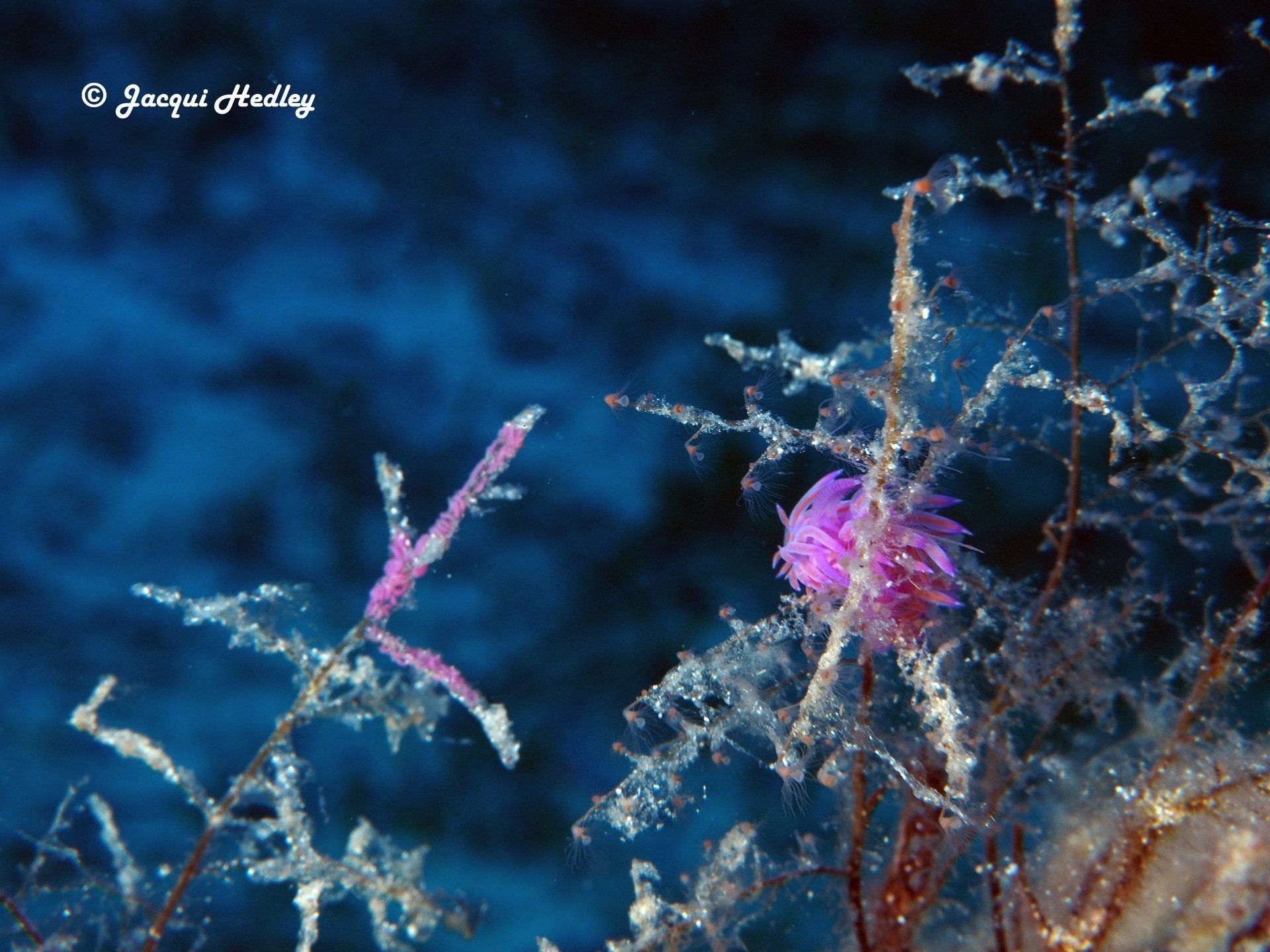 Flabellina Affinis with eggs in Malta