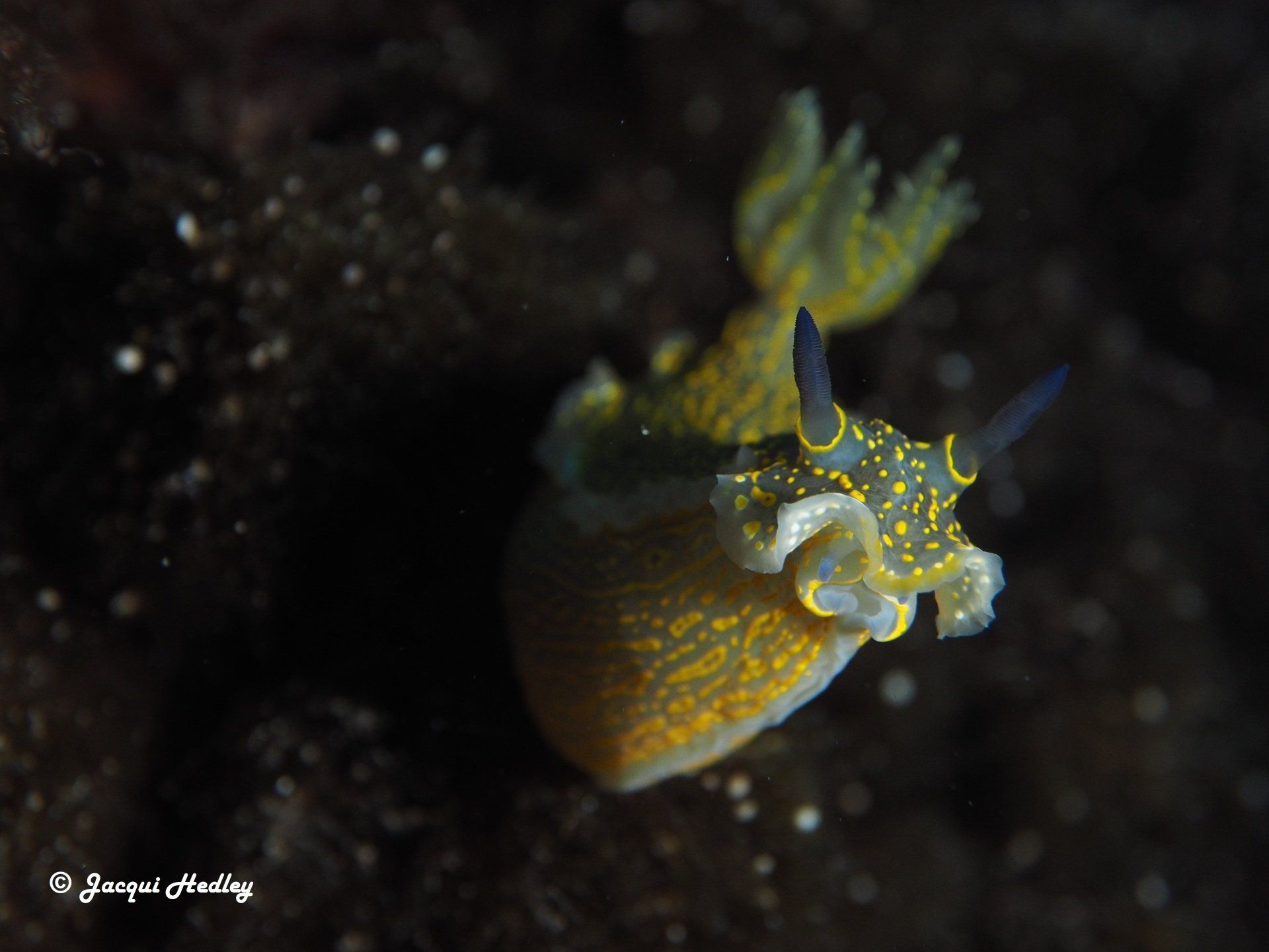 Hypselodoris Picta in Malta