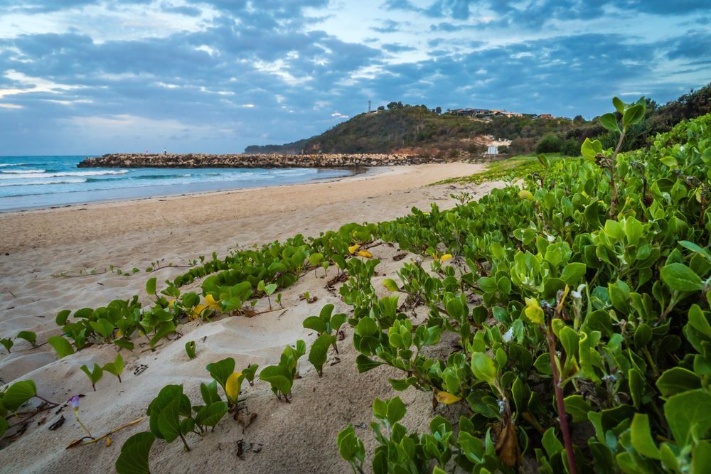 A Beach With a Lot of Green Plants Growing Out of the Sand — Tallow Tree Services Pty Ltd in Evans Head, NSW