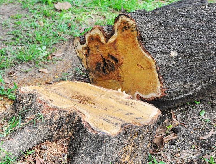 A Tree Stump Has Been Cut in Half and is Sitting on the Ground — Tallow Tree Services Pty Ltd in Evans Head, NSW
