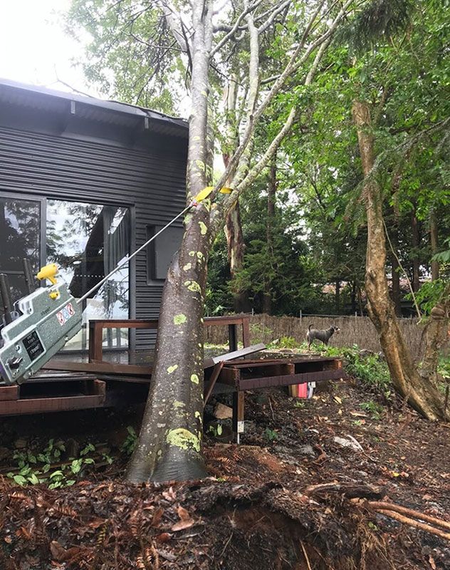 Who Is Responsible For Fallen Tree Removal On A Property Line?