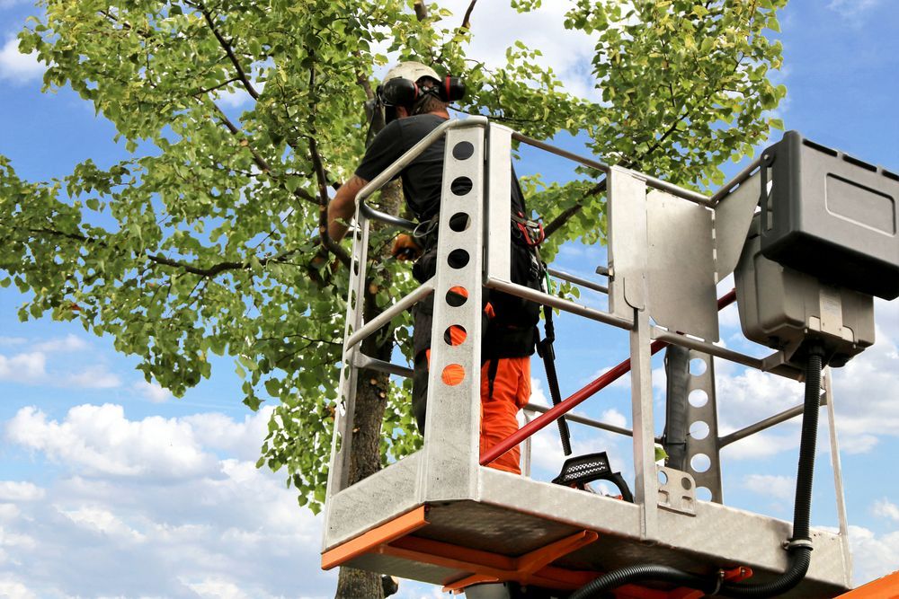 A Man is Standing in a Lift Cutting a Tree — Tallow Tree Services Pty Ltd in Evans Head, NSW