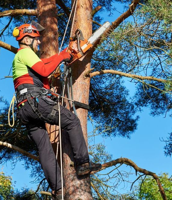 man cutting down tree