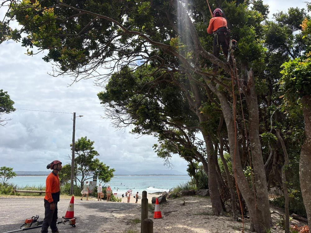 Arborist Performing Cabling & Bracing On Coastal Tree