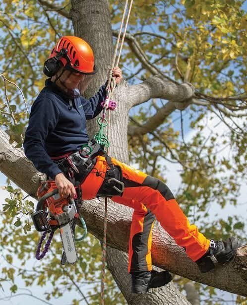 Arborist At Work Pruning Trees — Tree Services Byron Bay