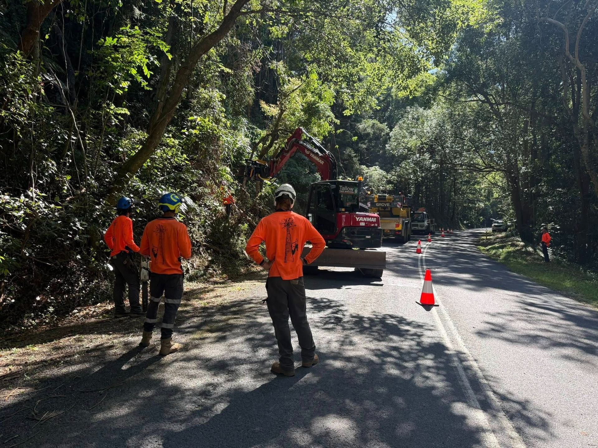 Arborists Work in Progress