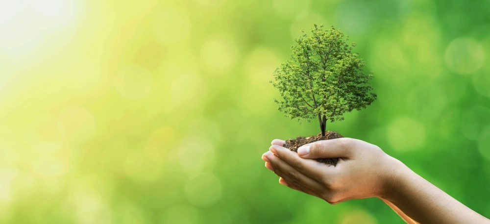 Concept Of Tree Planting For Tree Preservation — Tree Services Byron Bay