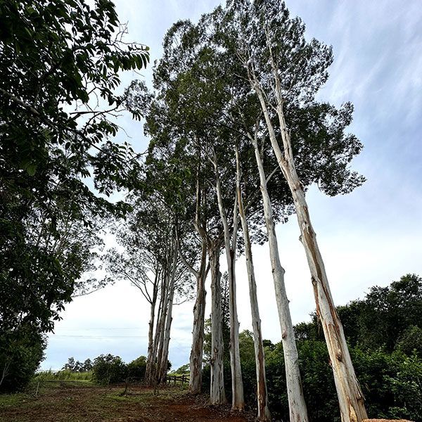 A Row of Trees in a Field With a Blue Sky in the Background — Tallow Tree Services Pty Ltd in Bangalow, NSW