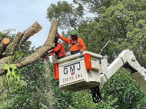 Two Men Are Cutting a Tree With a Chainsaw in a Bucket — Tallow Tree Services Pty Ltd in Alstonville, NSW