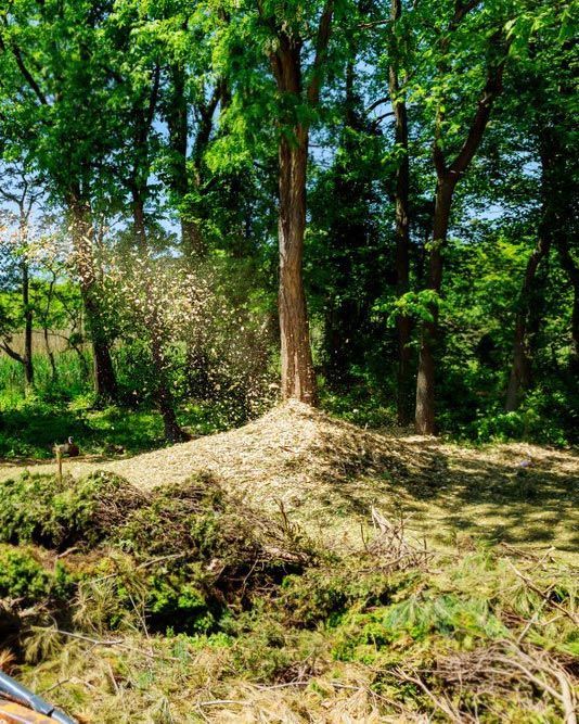 A Person is Cutting a Tree in the Woods with a Chainsaw — Tallow Tree Services Pty Ltd in Bangalow, NSW