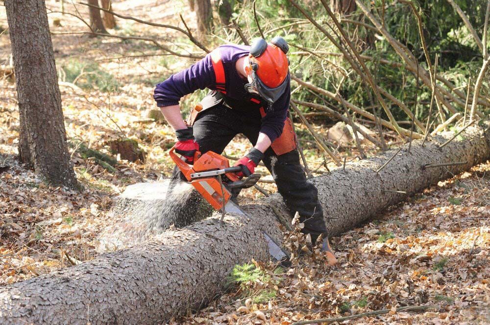 A Man is Cutting a Log With a Chainsaw in the Woods — Tallow Tree Services Pty Ltd in Tweed Heads, NSW