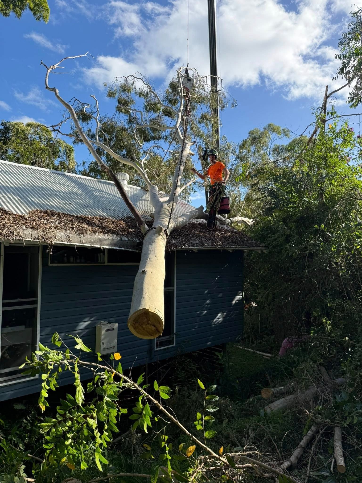 Worker in Orange Vest Doing Tree Removal
