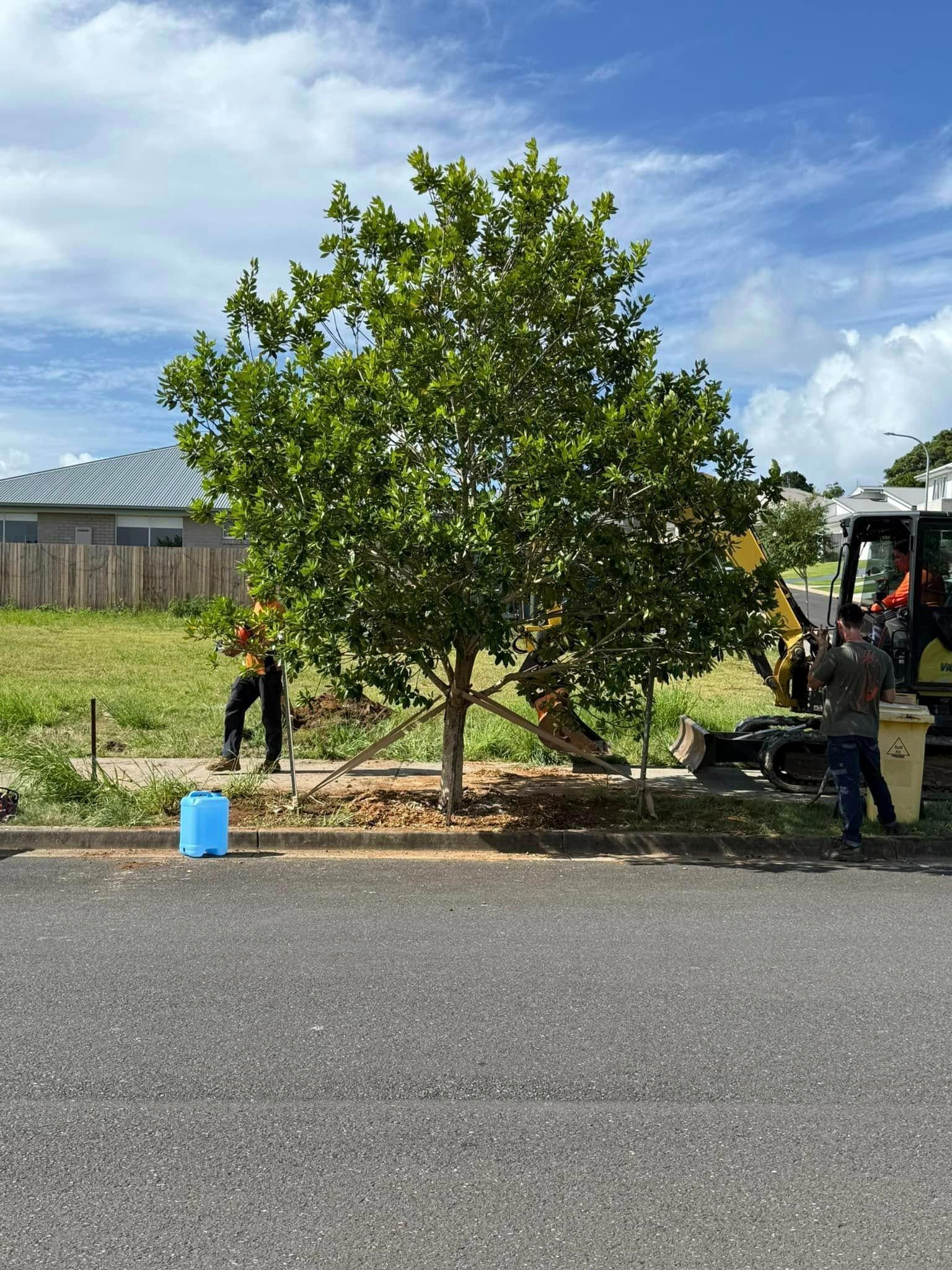 Adding Support To A Planted Tree