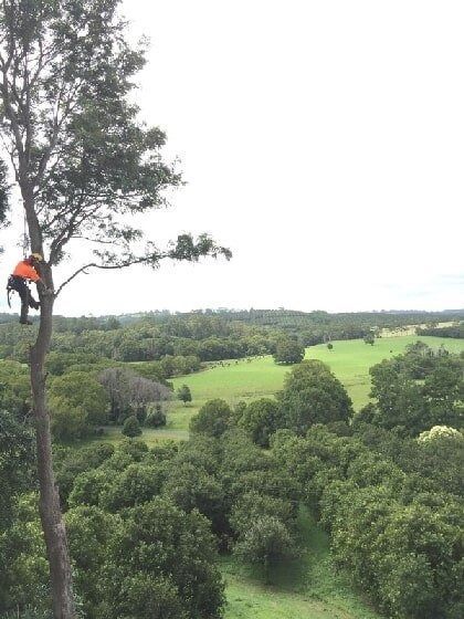 An Arborist cutting a tree — Tree Services Byron Bay