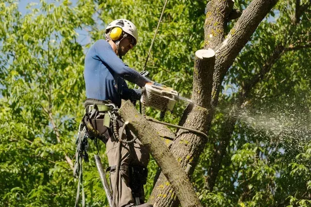 A Tree Fertilizer — Tree Services Byron Bay