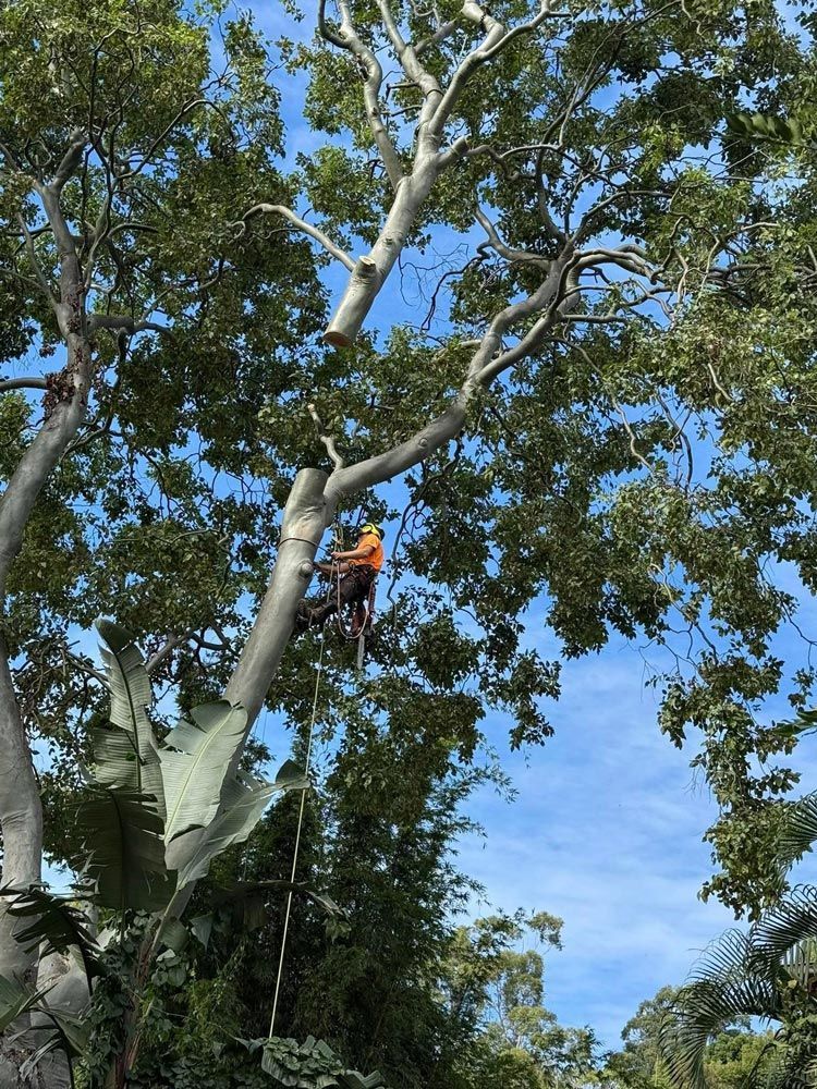 Arborist On A Tree