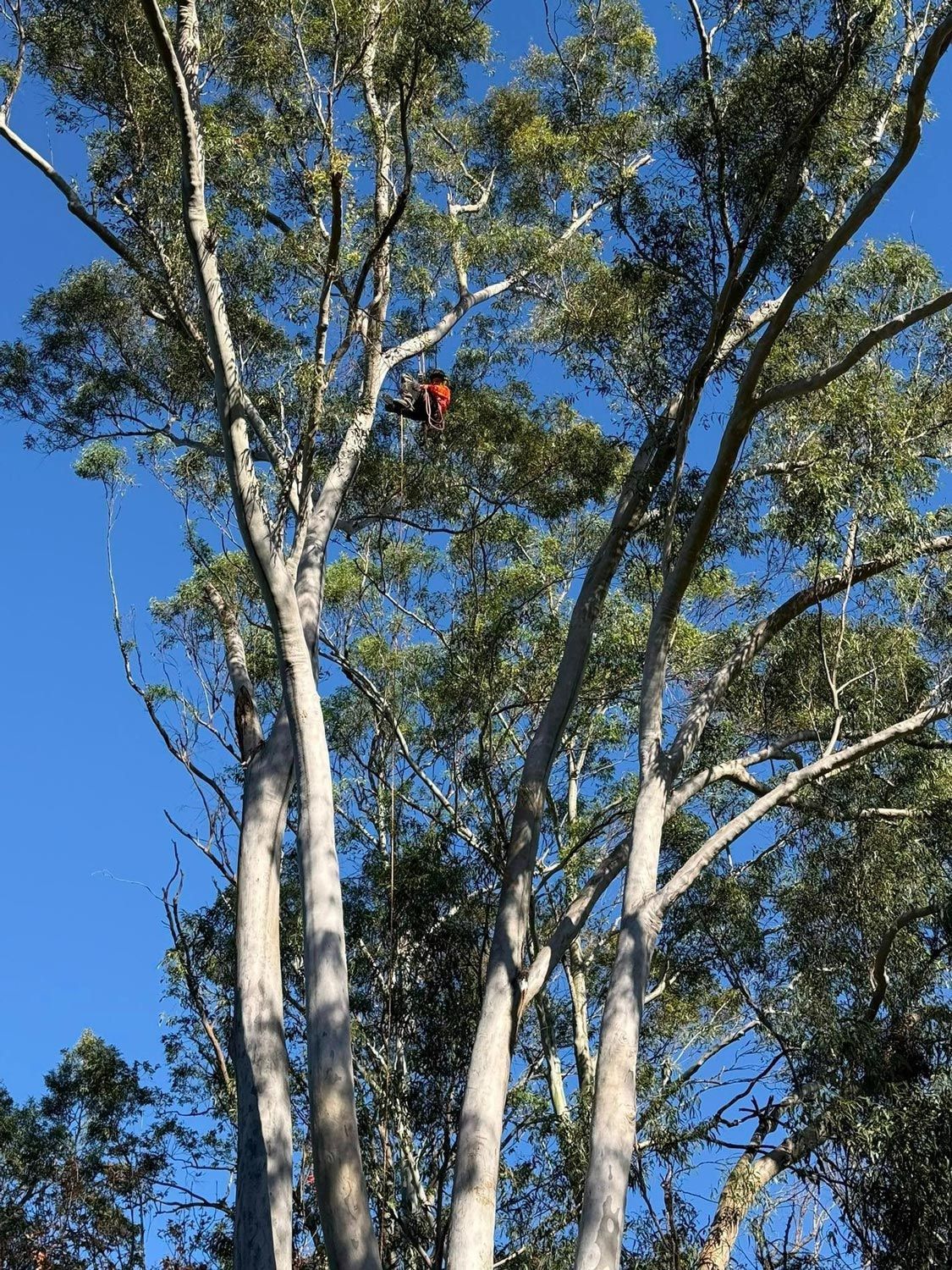 Arborist With Safety Ropes On A Tree