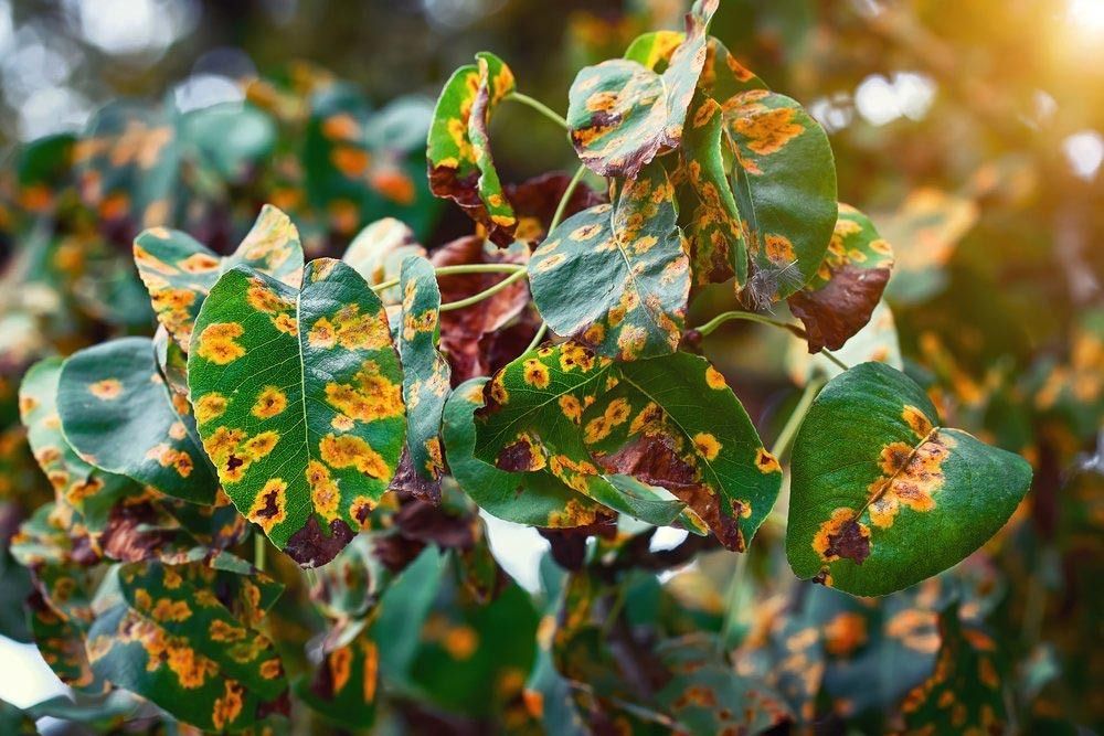 Blotches On Tree Leaves — Tree Services Byron Bay