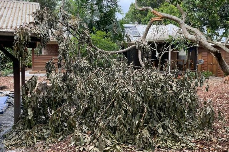 A Tree Branch is Laying on the Ground in Front of a House — Tallow Tree Services Pty Ltd in Evans Head, NSW