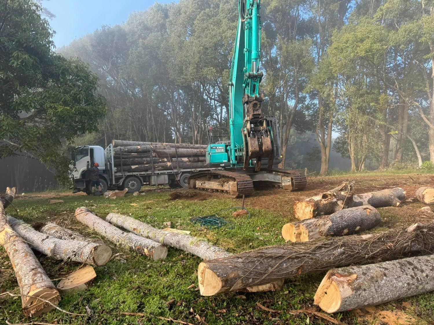 Cut Trees On The Ground