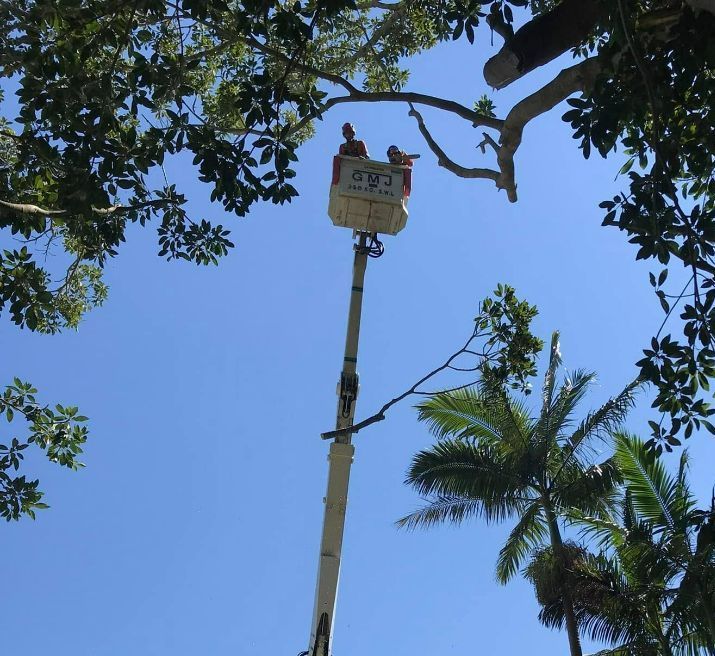 A Man in a Bucket That Says Argo on It — Tallow Tree Services Pty Ltd in Yamba, NSW