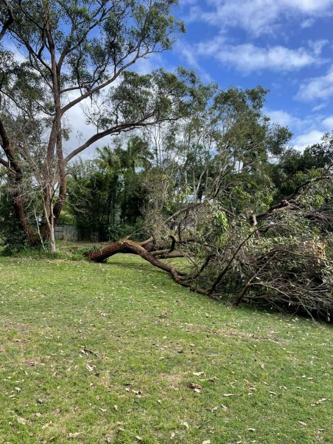 A Fallen Tree in a Grassy Field With Trees in the Background — Tallow Tree Services Pty Ltd in Casino, NSW