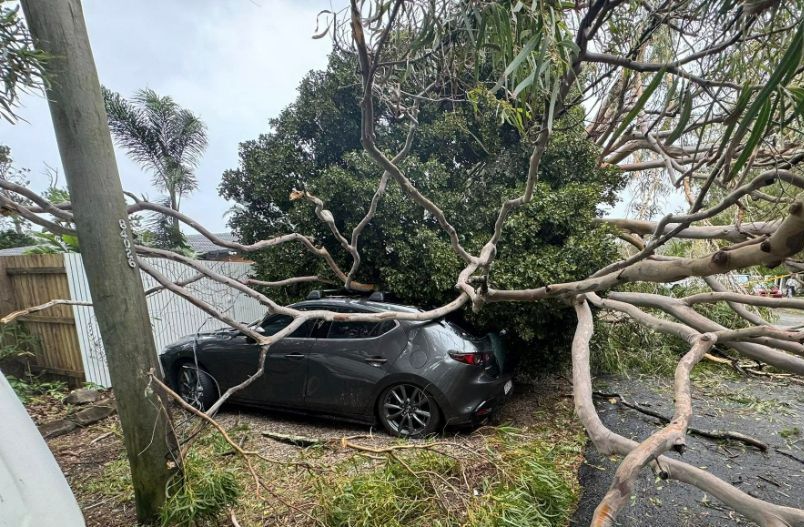 A Car is Parked Under a Tree That Has Fallen on It — Tallow Tree Services Pty Ltd in Yamba, NSW