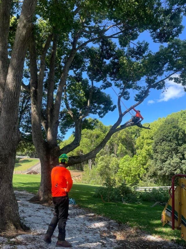 A Man in an Orange Shirt is Standing Next to a Tree — Tallow Tree Services Pty Ltd in Lennox Head, NSW