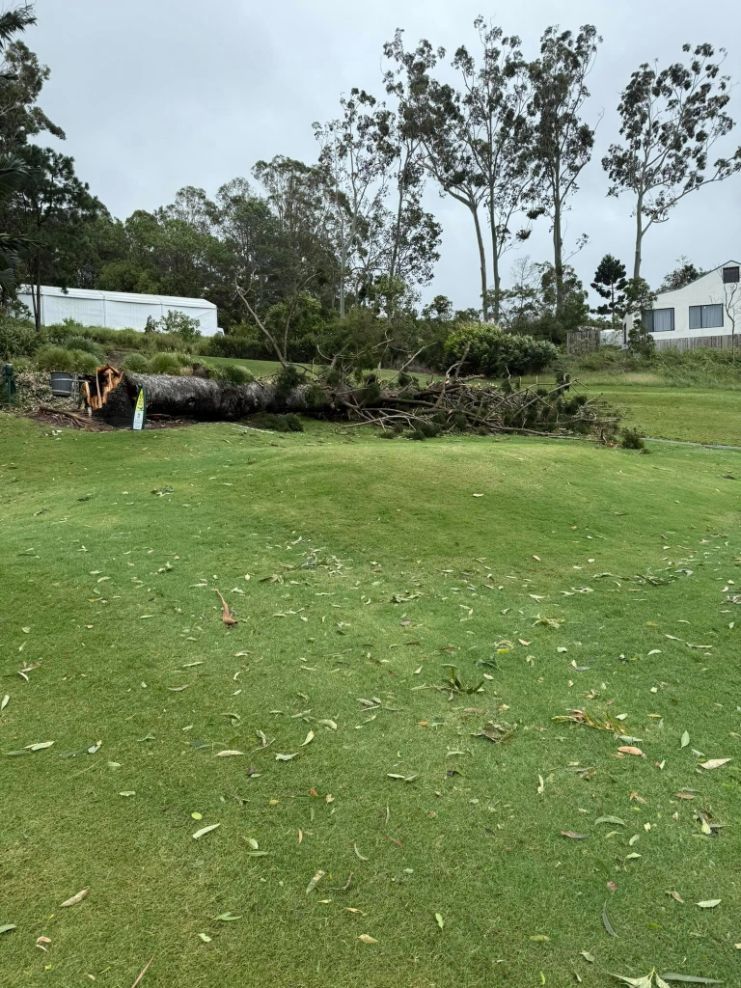 A Large Log is Laying in the Middle of a Lush Green Field — Tallow Tree Services Pty Ltd in Yamba, NSW