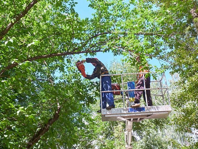 Two Men Are Working on a Tree in a Bucket — Tallow Tree Services Pty Ltd in Bangalow, NSW