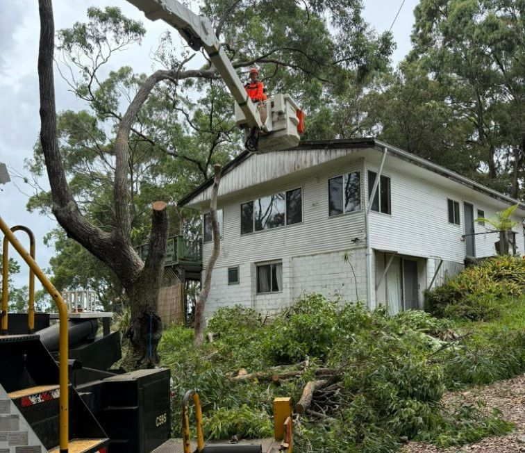A Man in a Crane is Cutting a Tree in Front of a House — Tallow Tree Services Pty Ltd in Evans Head, NSW