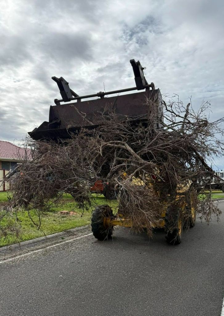 A Tractor is Carrying a Tree Branch on the Back of It — Tallow Tree Services Pty Ltd in Yamba, NSW
