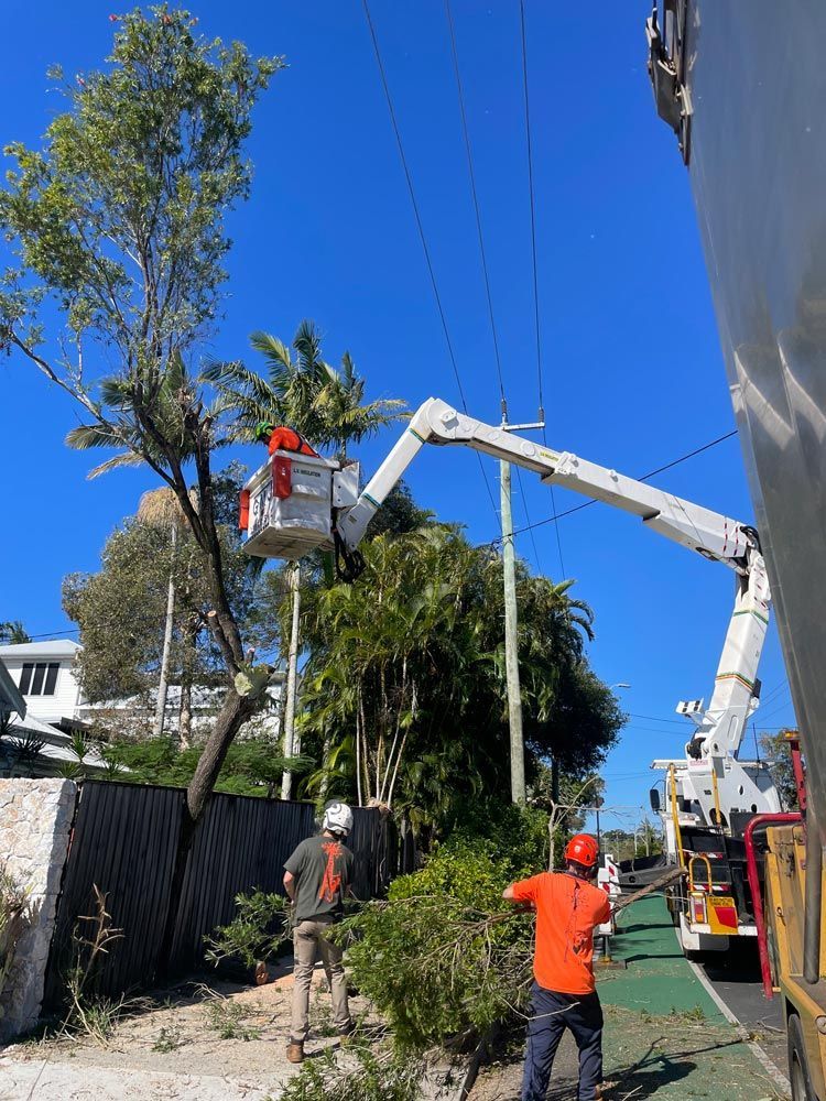 Man Wearing Work Clothes Pruning a Tree