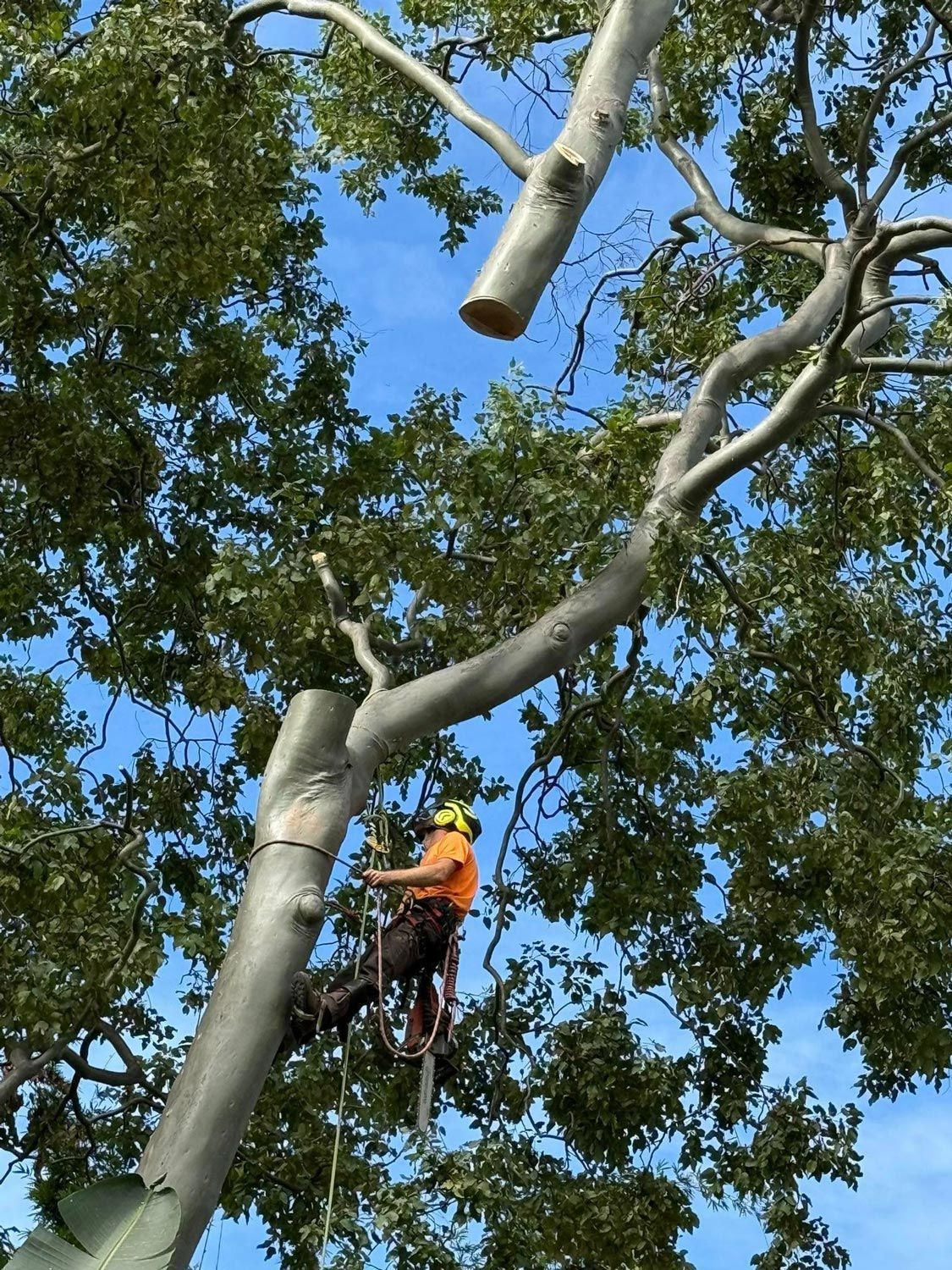 Part Of A Tree Being Lifted After Cutting