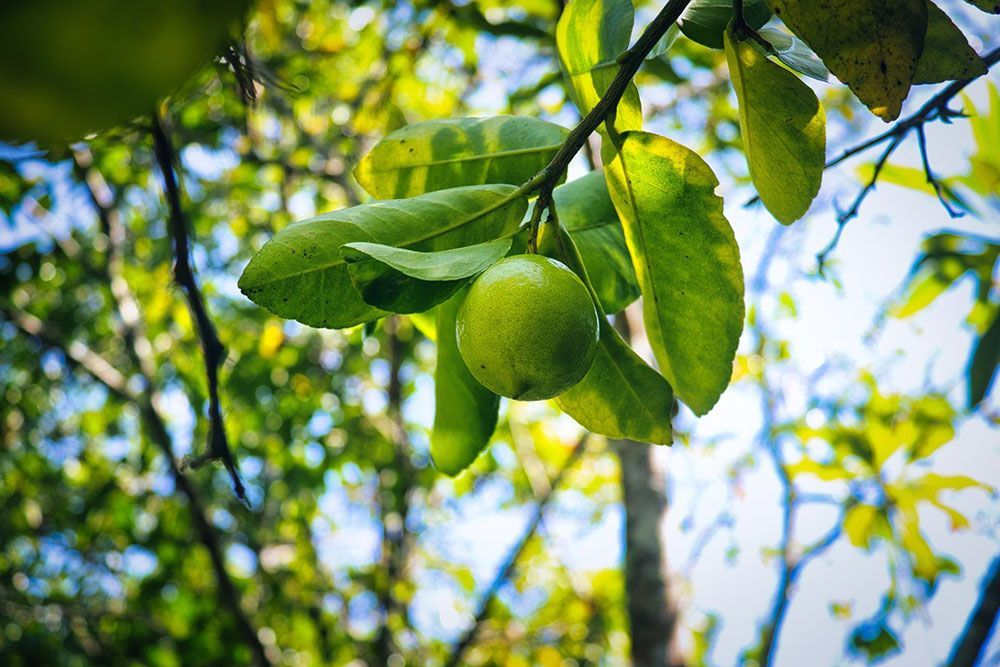 Mature Lemon Tree Fruiting — Tree Services Byron Bay
